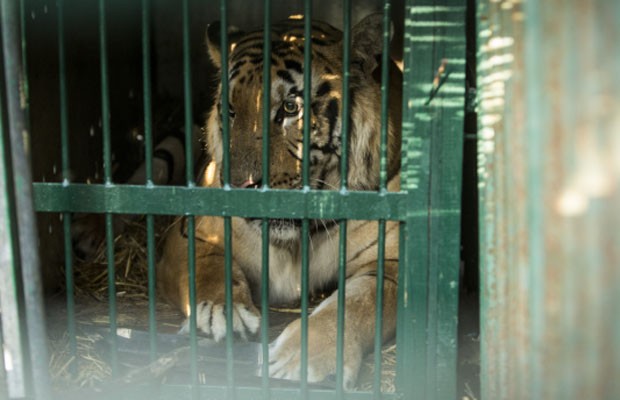 Laziz, último tigre de Gaza, é resgatado do zoológico (Foto: FOUR PAWS | 2016)