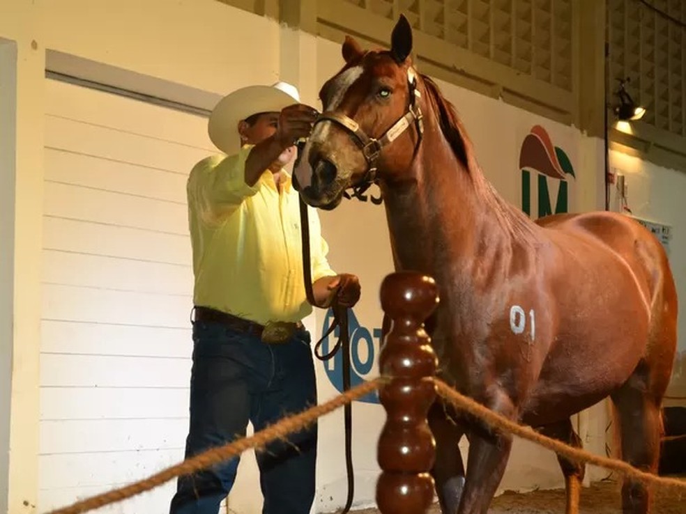 Cavalo na Festa do Boi na Grande Natal — Foto: Arthur Barbalho/g1