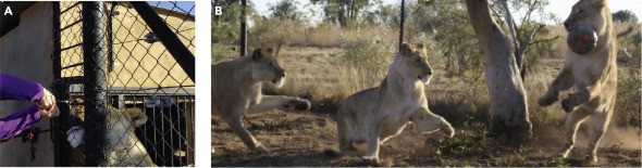 Imagem dos leões se aproximando da grade para que se fosse borrifado o hormonio (Foto: iScience)