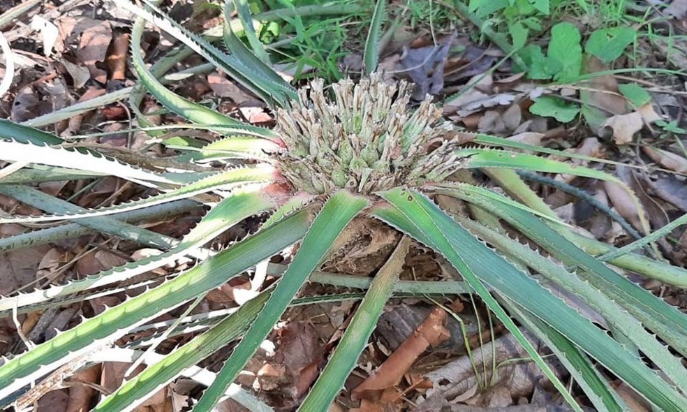 Planta é encontrada apenas na região sudeste do Tocantins — Foto: Márcio Verdi