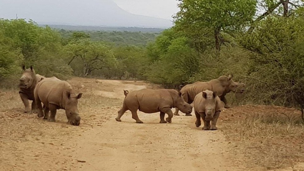 Animais formaram um grupo e foram devolvidos à natureza, na África do Sul (Foto: Divulgação/Rhino Revolution)