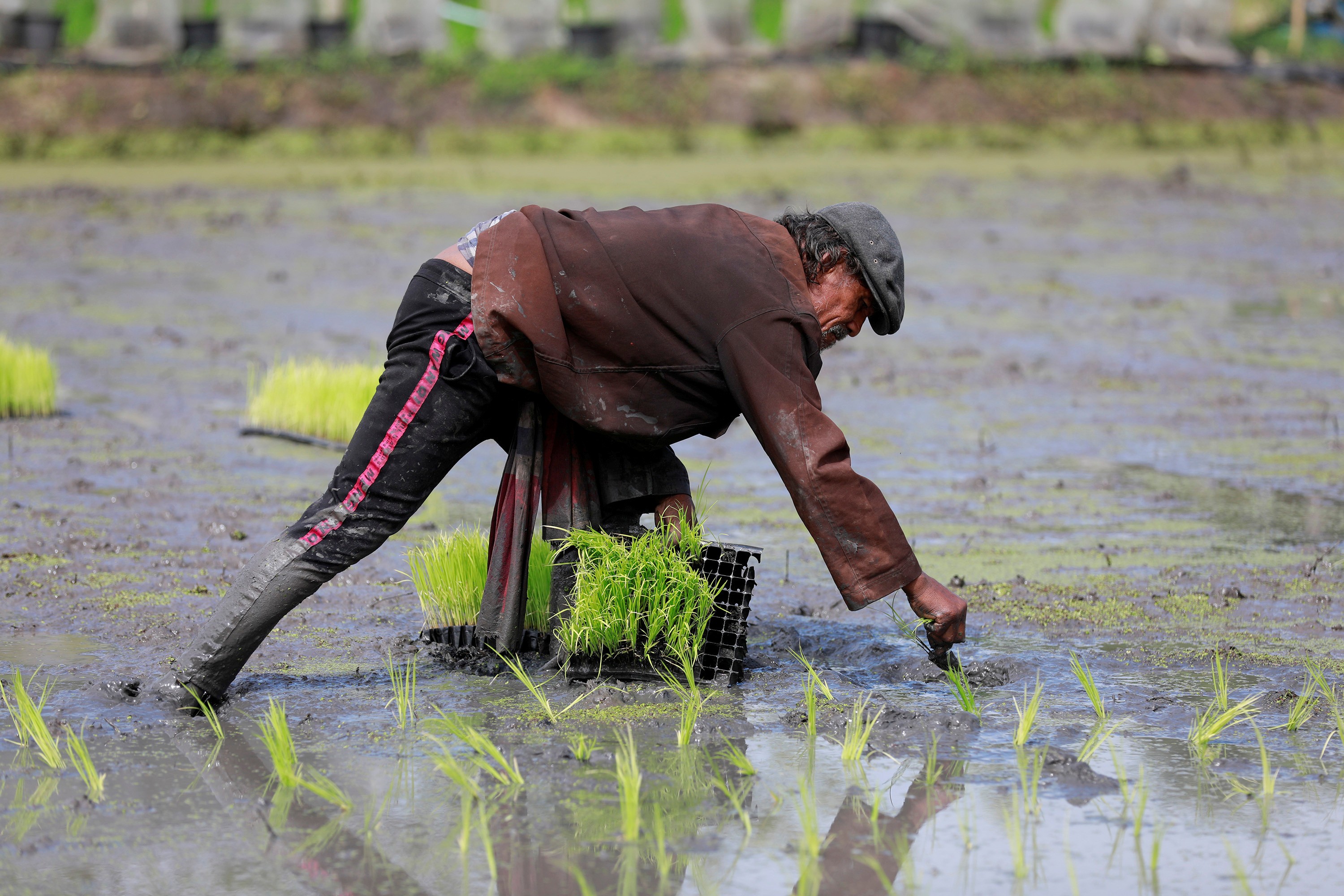 Agricultor planta arroz em Bangkok, na Tailândia (Foto: REUTERS/Soe Zeya Tun)