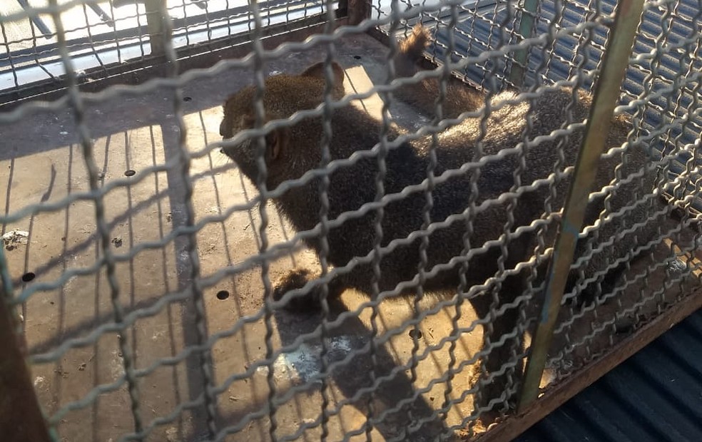 Gato-mourisco é resgatado em Presidente Bernardes — Foto: Polícia Ambiental 