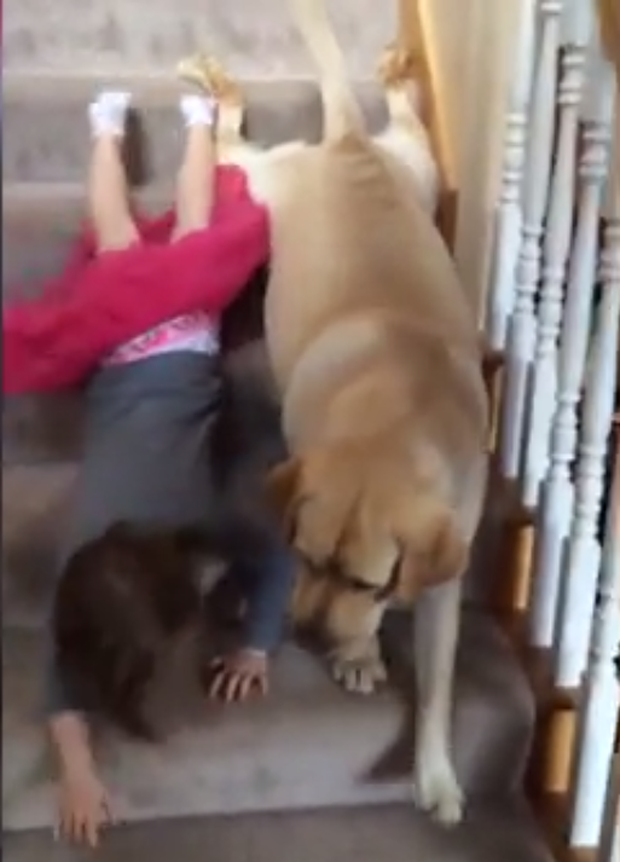 Garotinha e seu labrador fazem sucesso com método inusitado para descer escadas (Foto: Reprodução)