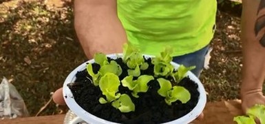 Veja como cultivar alface e tomate em casa (TV Globo)