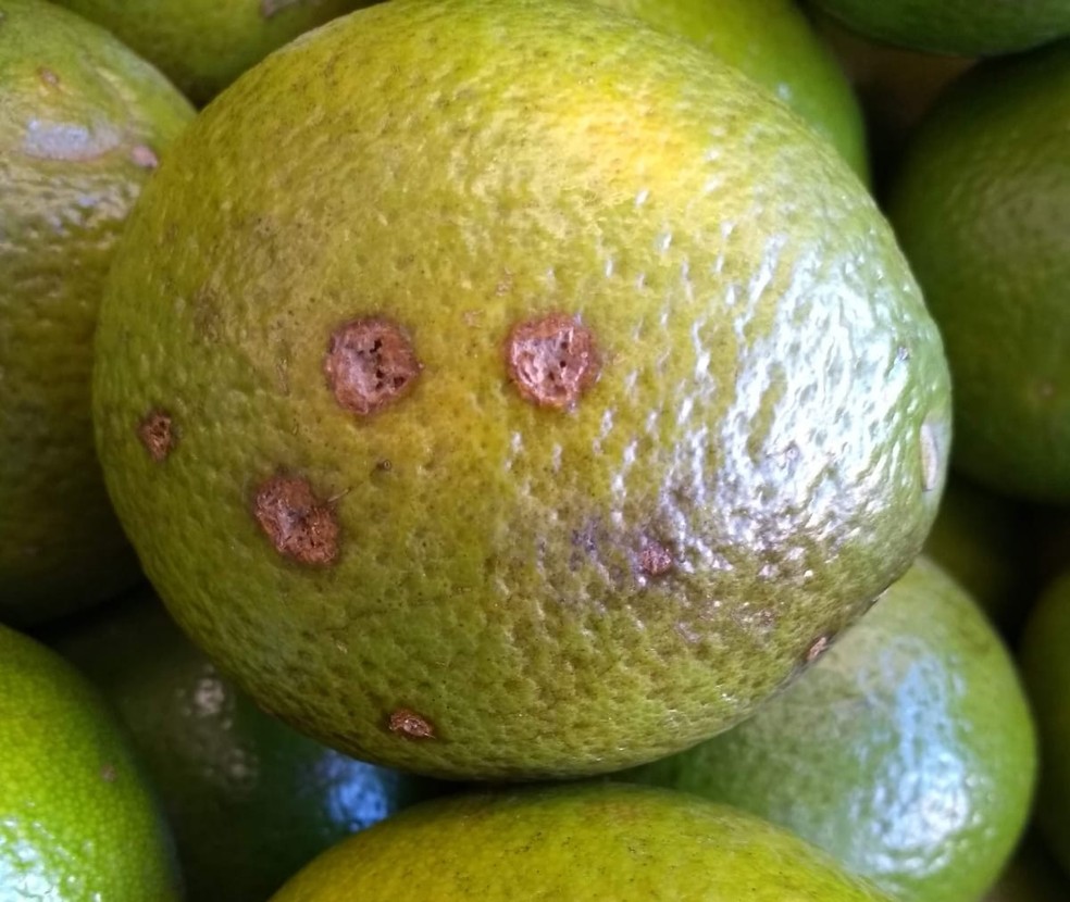 Cientistas identificam praga em plantações de frutas cítricas em cidades do Triângulo Mineiro; entenda