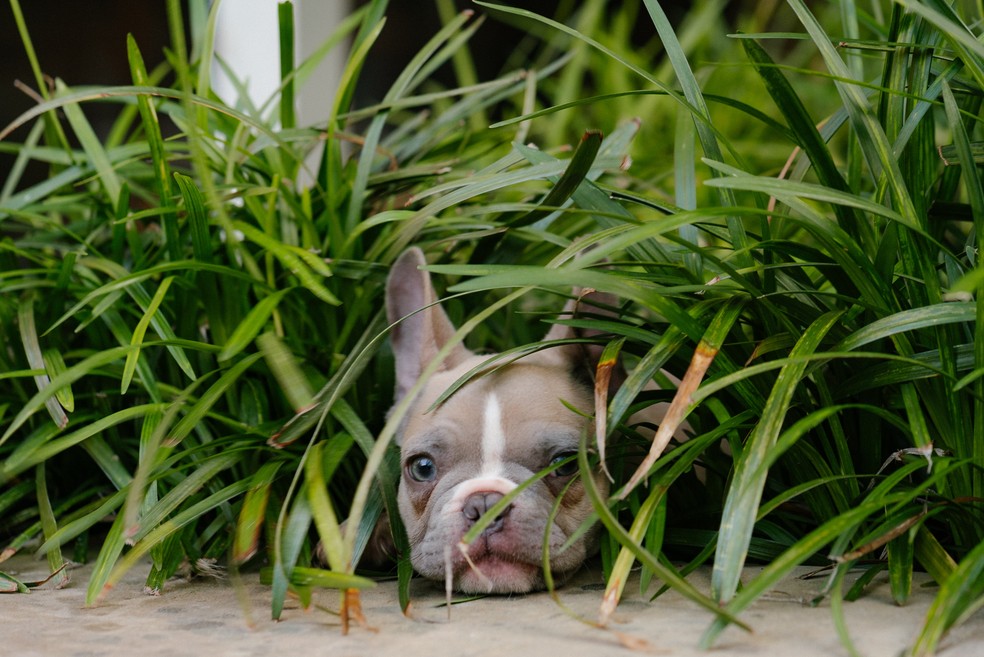 Comer grama é um comportamento comum em cães de estimação.  — Foto:  Karsten Winegeart - Unsplash