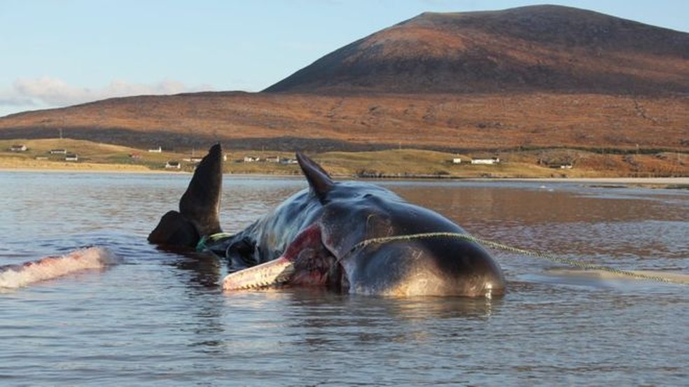 Redes de pesca e copos de plástico estavam entre os resíduos achados no estômago da baleia — Foto: Dan Parry