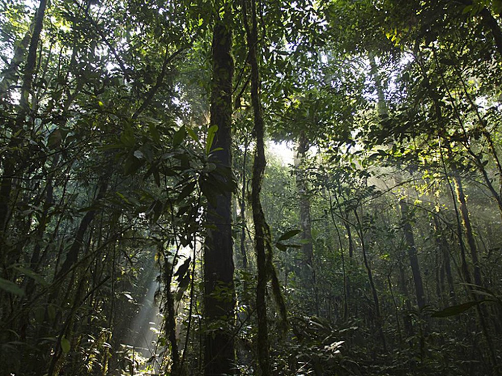 A floresta amazônica não precisa ser desmatada para a expansão da produçao de alimentos, diz WWF (Foto: Mileniusz Spanowicz/WCS)