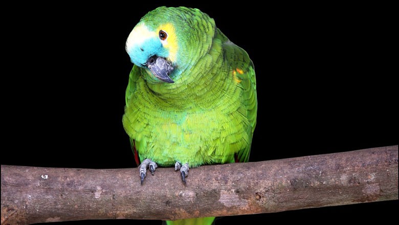 papagaio (Foto: Pixabay/Creative Commons)