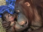 Zoo nos EUA comemora nascimento de orangotango de espécie ameaçada
