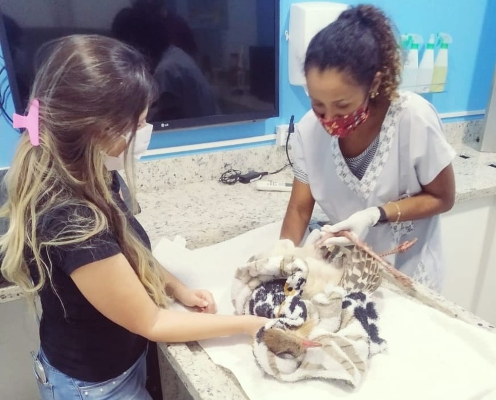 Fisioterapeuta Joisyany Ceber Anselmi ajudou a salvar seriema atropelada — Foto: Joisyany Ceber Anselmi/Cedida
