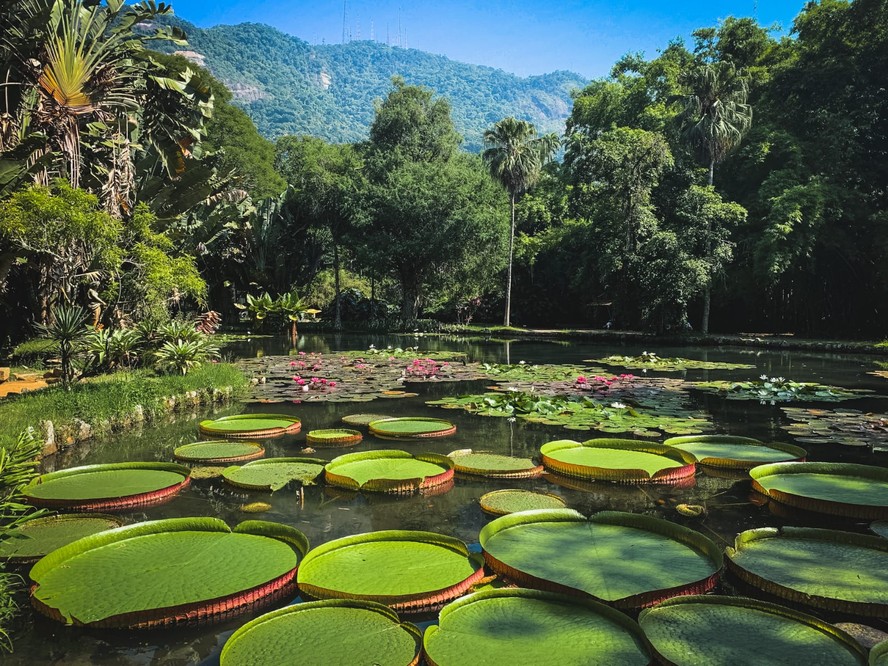 Jardim Botânico: passeio em meio ao verde