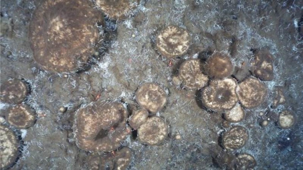 Esponjas gigantes sobrevivem dos restos de animais extintos em águas frias e profundas perto do Polo Norte — Foto: INSTITUTO ALFRED WEGENER 