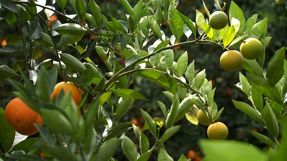 Safra de laranja do Brasil deve ser uma das melhores dos últimos anos. (Foto: TV TEM/Reprodução)