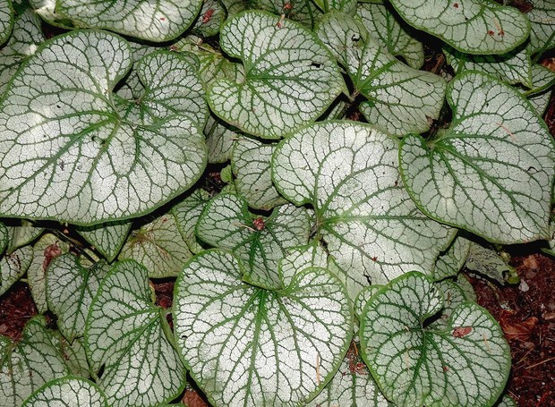 A folhagem branca e verde da Peperômia é um dos grandes atrativos da planta (Foto: Pixabay / Jacques GAIMARD / CreativeCommons)