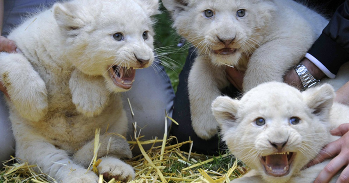 Natureza - Filhotes de leão branco são batizados em zoológico da Alemanha