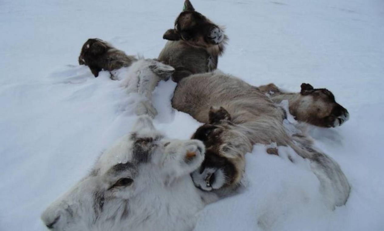 Carcaças de renas mortas cobertas pelo gelo. Um estudo da Universidade de Oxford mostrou que 80 mil renas morreram na Sibéria por causa das alterações no ciclo das chuvas — Foto: Universidade de Oxford