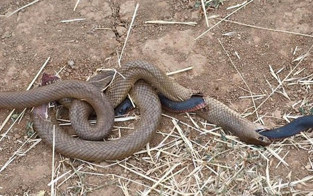 Cobra negra parece abrir buraco após ser devorada por cobra-marrom  (Foto: Reprodução/Facebook)