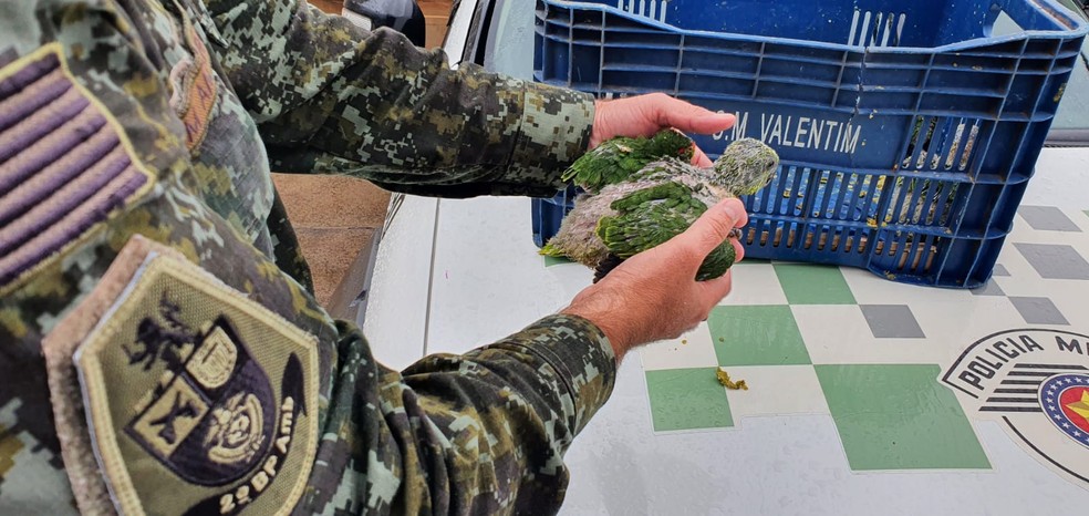 Uma das aves apreendidas em Jaú — Foto: Polícia Ambiental/Divulgação