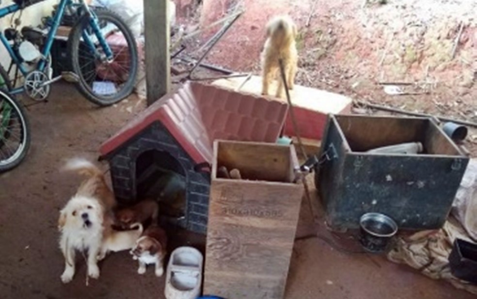 Homem é preso por maus-tratos e 13 cães são resgatados na zona rural de Itajubá — Foto: Polícia Civil