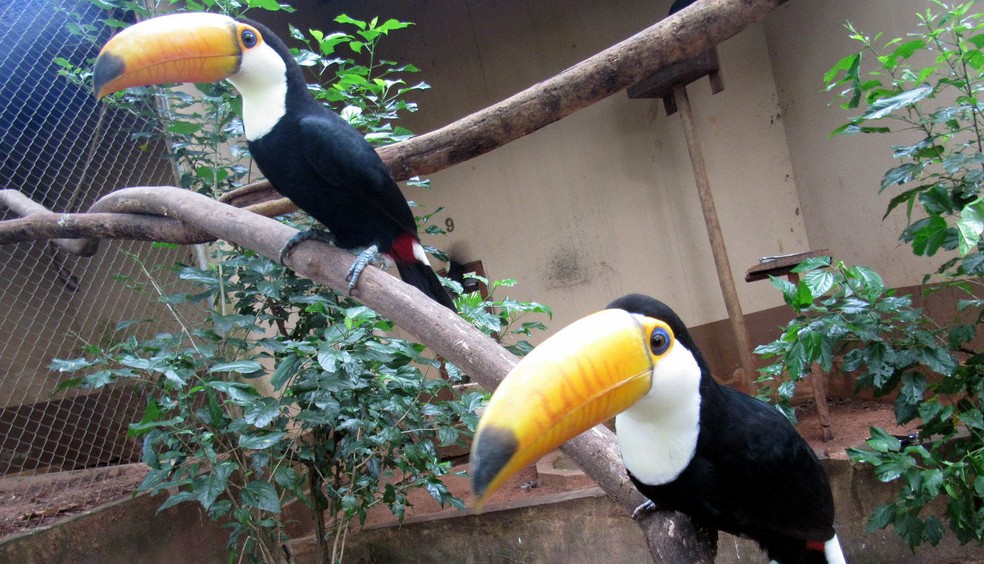 Tucanos estão no aviário da Cidade da Criança — Foto: Divulgação
