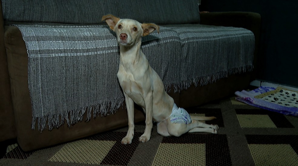 Cadela deficiente é resgatada por faxineira após ser abandonada em Jardinópolis (SP) — Foto: José Augusto Júnior/EPTV