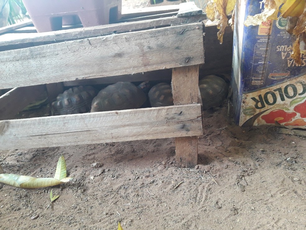Jabutis eram mantidos em cativeiro sem autorização — Foto: Polícia Ambiental