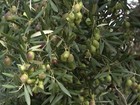 Maior produtor de azeite do mundo, Espanha investe nas oliveiras
