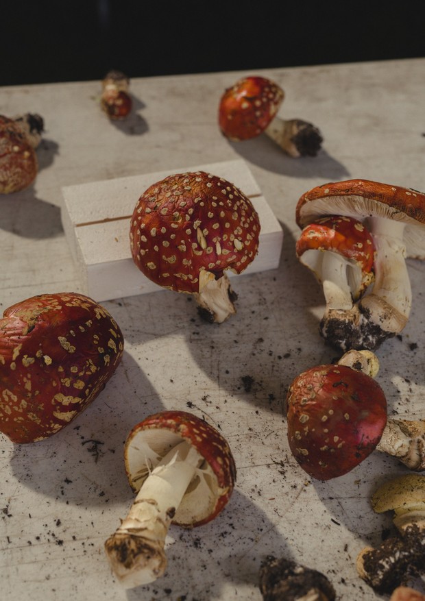 Cogumelos (Foto: Caroline Tompkins)