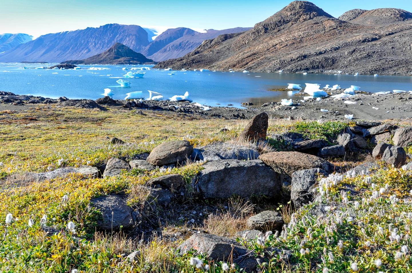 A altura das plantas que compões a tundra no Ãrtico aumentou nos últimos 30 anos. (Foto: Anne Bjorkman)