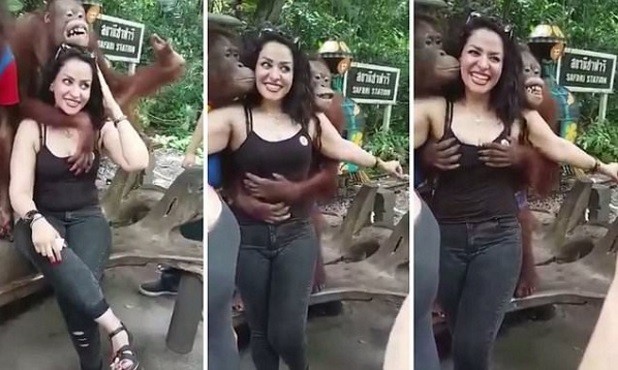 Orangotango agarra a turista na capital tailandesa