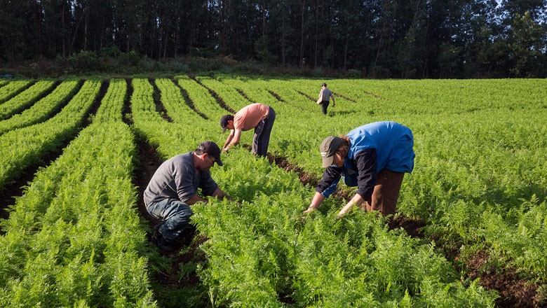agricultura-familiar (Foto: MDA/Divulgação)