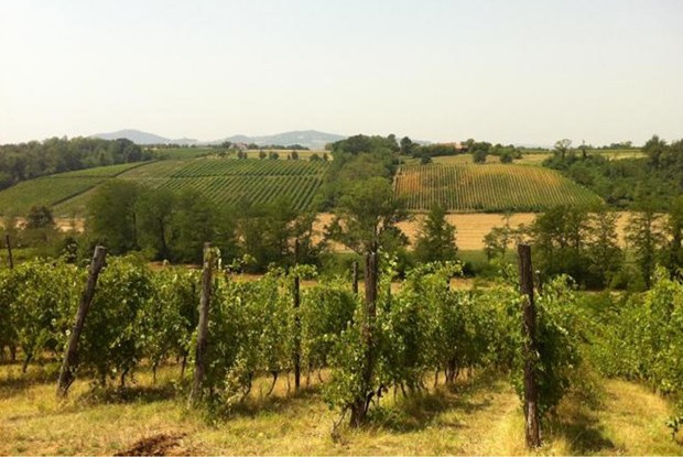 Vinhedo da vinícola La Stoppa, que faz vinhos naturais na Emilia Romana, Itália (Foto: Divulgação)