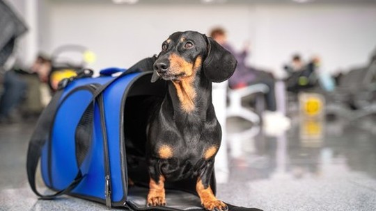 Certificado para viagens com pets à Europa agora pode ser feito online