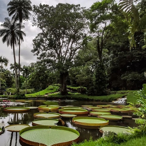 Nacionais: (1 e 2)  Inhotim e o Jardim Botânico do Rio de Janeiro são os mais interessantes, bonitos e completos jardins do Brasil (Foto: reprodução / Instagram)