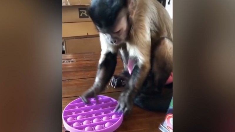 Pop-it: como macaco lançou febre do brinquedo que alivia stress thumbnail