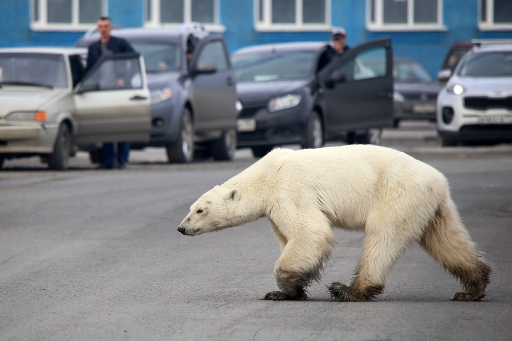 18 de junho - Motoristas observam enquanto um urso-polar atravessa uma rodovia perto de Norilsk, na Rússia. A aparição do animal selvagem a centenas de quilômetros de distância de seu habitat natural chamou atenção para a deterioração do extremo norte em consequência das mudanças climáticas e do degelo — Foto: Irina Yarinskaya /Zapolyarnaya pravda via AFP