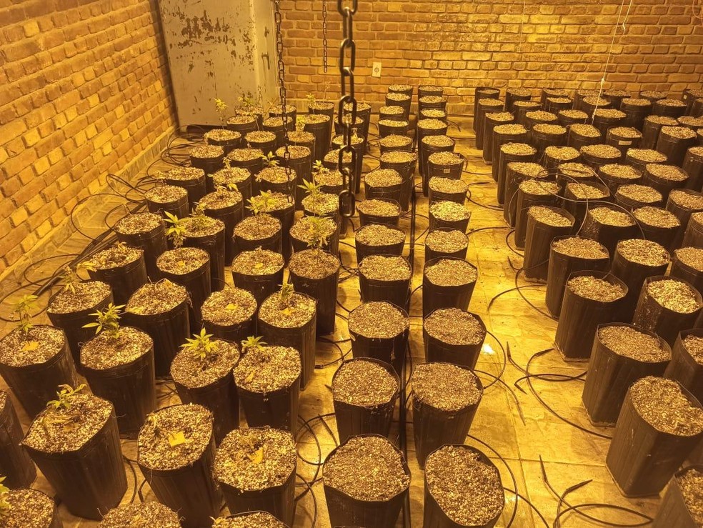 Mudas de haxixe em plantação em Bragança Paulista, deflagrada pela Polícia Federal de Campinas — Foto: Polícia Federal/Divulgação