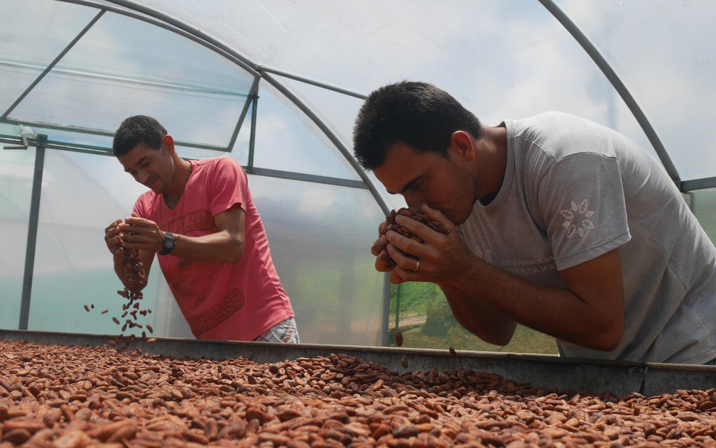 Produtores avaliam qualidade do cacau orgânico em fazenda na Bahia — Foto: Morgann Jezequel/AFP