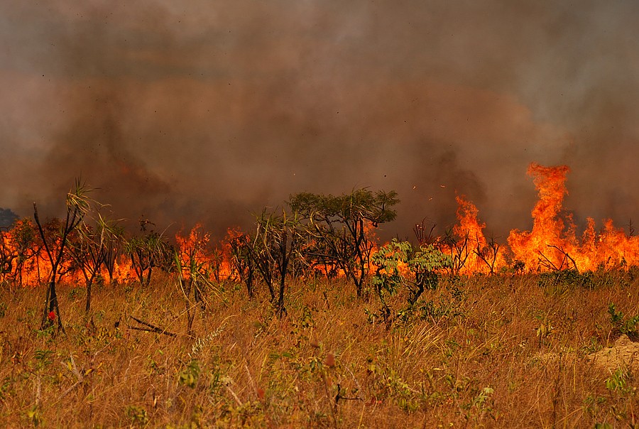 As queimadas são apenas uma das razões por trás da devastação do bioma (Foto: Flickr/ raizdedois/ CreativeCommons)
