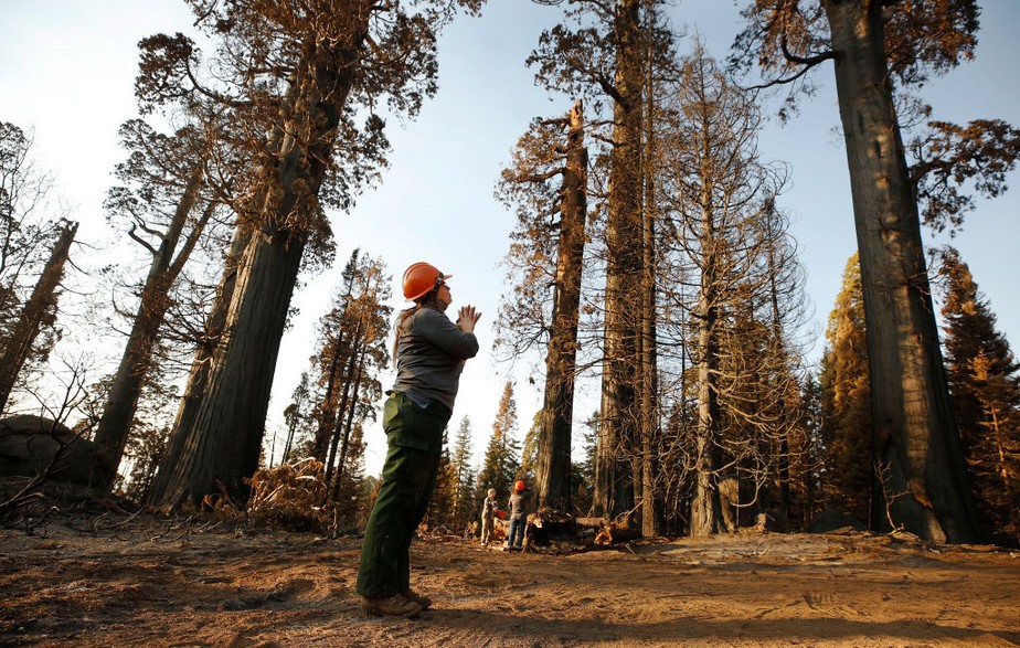 Incêndios florestais nos EUA destruíram até 19% das maiores árvores do mundo