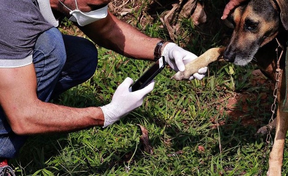 Operação “Salve Patinhas ll” apura denúncias de animais em situação de maus-tratos em Porto Velho — Foto: Governo de Rondônia/Reprodução 