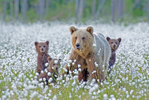 Filhotes de urso e suas mães (Foto: trolljenta / Divulgação)