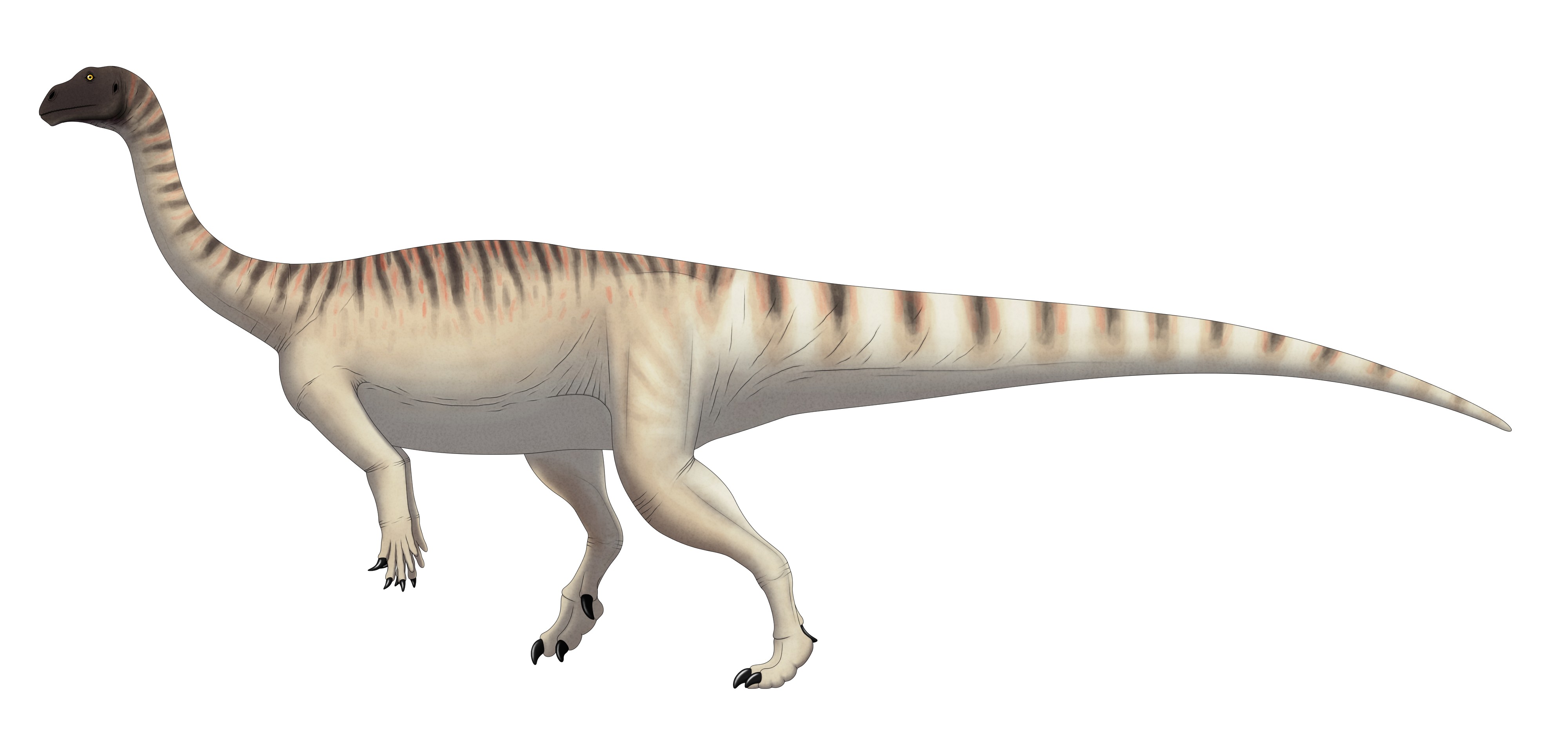 Restauração vital de Mussaurus patagonicus adulto baseada na reconstrução esquelética de Otero et al. (2019) (Foto: Wikimedia Commons)