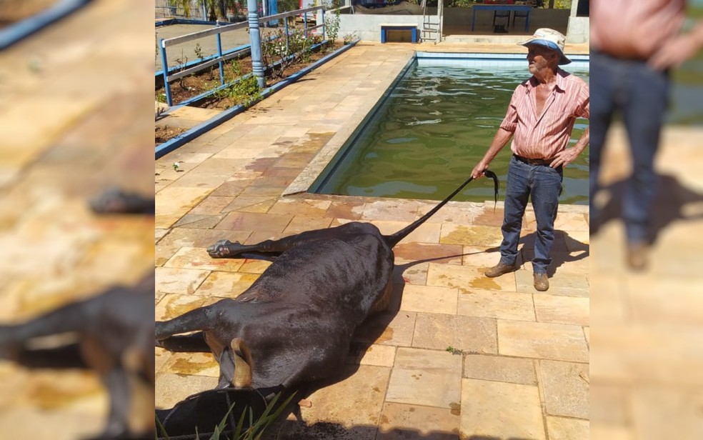 Vaca é resgatada após cair dentro de piscina em Anápolis  — Foto: Divulgação/Corpo de Bombeiros