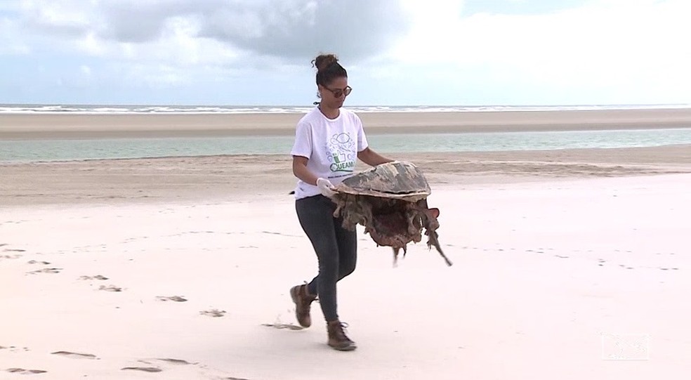 Grande quantidade de lixo está interferindo no comportamento reprodutivo dos animais. — Foto: Reprodução/ TV Mirante 