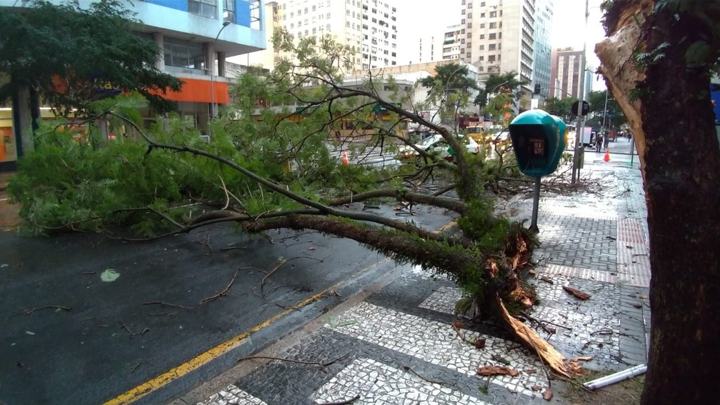 Ãrvore que caiu no Centro de Curitiba com a chuva desta quinta-feira (30) â Foto: Denilson Beltrame/RPC