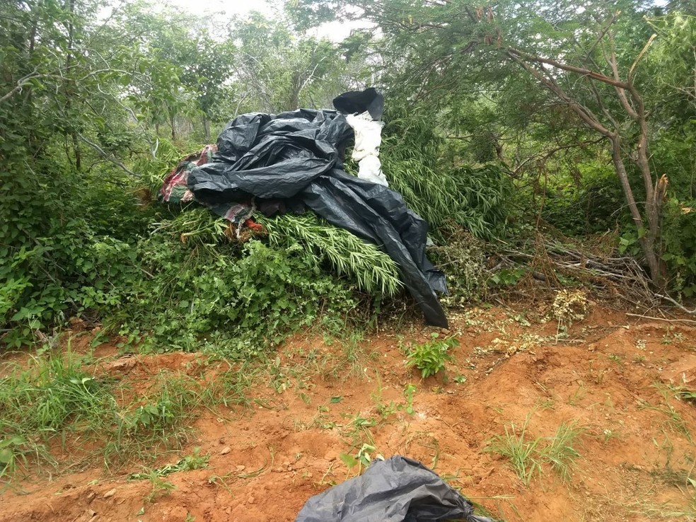A polícia destruiu mais de 25 mil pés de maconha no Sertão de PE (Foto: PM / Divulgação )