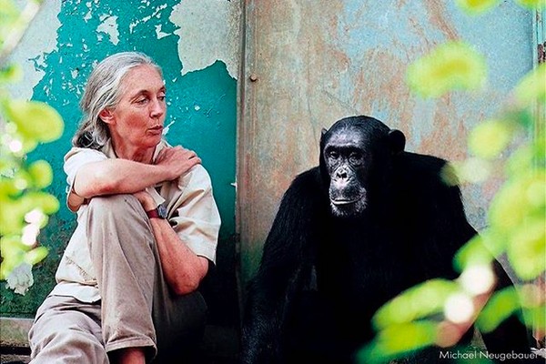 A conservacionista Jane Goodall com um chimpanzé (Foto: Instagram)